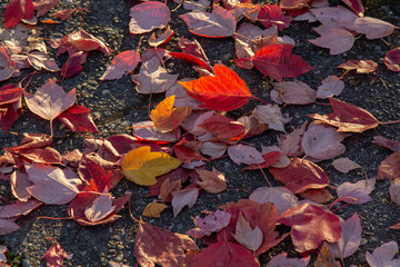 Cluster of red fall foilage leaves on ground great for background