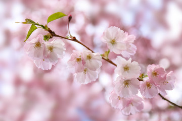 Pink sakura flowers, spring sakura blossom. Spring time. Background of spring flowers