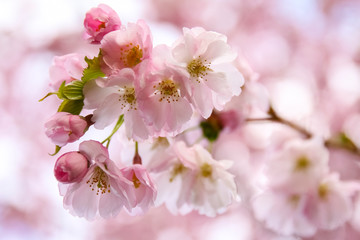 Pink sakura flowers, spring sakura blossom. Spring time. Background of spring flowers