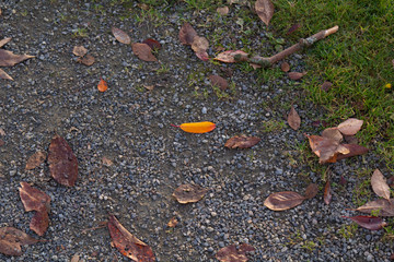 Single orange fall foilage leaf on ground surrounded by pavement and dead leaves