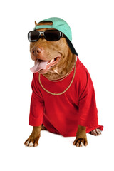 Amusing American Pit Bull Terrier dog dressed in a red tee shirt and a cap over white
