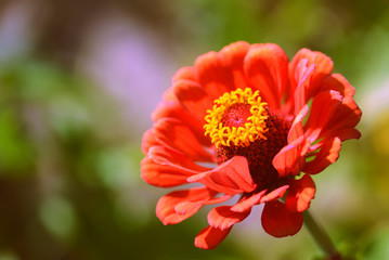 Beautiful zinnia flower in a summer garden on a sunny day close-up. Retro style toned