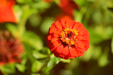 Beautiful zinnia flower in a summer garden on a sunny day close-up. Retro style toned