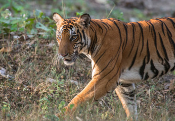 Fototapeta na wymiar Tiger walking in golden sunlight in Kabini Forest, Nagarhole National Park in India; very rare shot; tiger stripes; india; Panthera tigris bengalensis