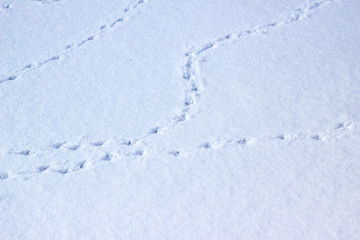 Tracks of a pigeon on fresh snow. Natural winter background