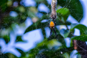spider on a leaf