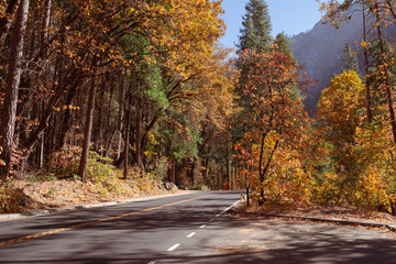 Obraz premium Trail in autumn forest