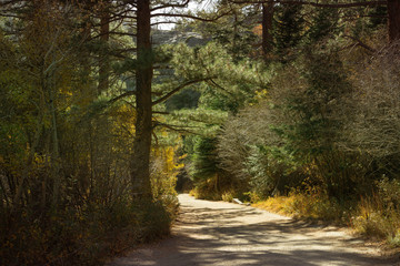 Trail in autumn forest