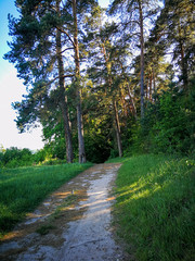 Fototapeta premium Road in a pine forest on a Sunny summer day
