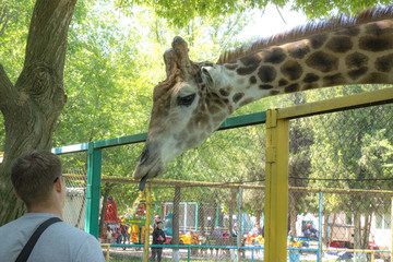adult giraffe give food