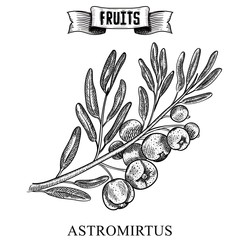 Retro style ink sketch hand drawn vector artwork of isolated fruit. Austromyrtus dulcis, the midgen berry or midyim. Exotic garden product collection for kitchen and restaurant design.