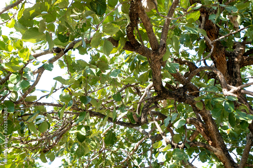 Canvas Prints branches of big tree, old tree with green spring leaves. refreshing and oxygen