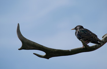 starling bird on the birdhouse