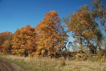 tree in autumn