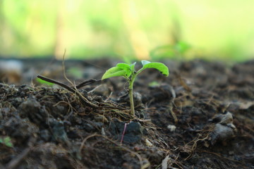 Small trees sprouting from the ground