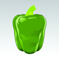 Green bell pepper vector isolated on white background.