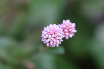 ヒメツルソバ　ピンク色の小さい花