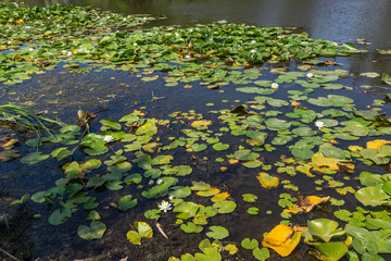 Blooming lotuses in the river. Trees bent over the water. Large white flowers with large leaves...