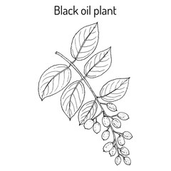 Black oil plant, or intellect tree celastrus paniculatus , medicinal plant