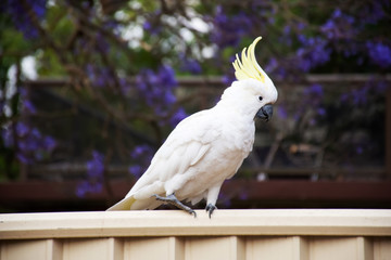 Sulphur-crested cockatoo seating on a fence with beautiful blooming jacaranda tree background. Urban wildlife. Australian backyard visitors © Daria Nipot