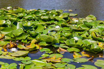 Blooming lotuses in the river. Trees bent over the water. Large white flowers with large leaves...