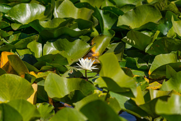Blooming lotuses in the river. Trees bent over the water. Large white flowers with large leaves...
