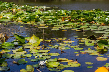 Blooming lotuses in the river. Trees bent over the water. Large white flowers with large leaves...