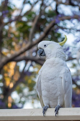 Fototapeta premium Sulphur-crested cockatoo seating on a fence with beautiful blooming jacaranda tree background. Urban wildlife. Australian backyard visitors
