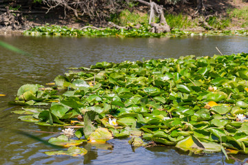 Blooming lotuses in the river. Trees bent over the water. Large white flowers with large leaves...