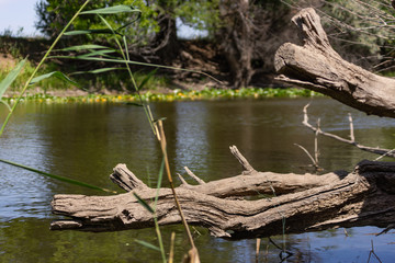 Trees bent over the water. Blooming lotuses in the river. Large white flowers with large leaves growing in a pond.
