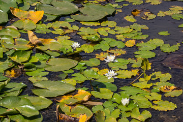 Blooming lotuses in the river. Trees bent over the water. Large white flowers with large leaves growing in a pond.