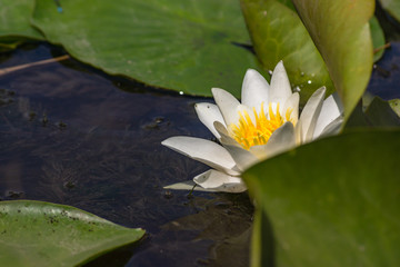 Blooming lotuses in the river. Trees bent over the water. Large white flowers with large leaves growing in a pond.