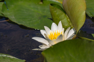 Blooming lotuses in the river. Trees bent over the water. Large white flowers with large leaves growing in a pond.