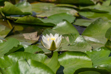 Blooming lotuses in the river. Trees bent over the water. Large white flowers with large leaves growing in a pond.
