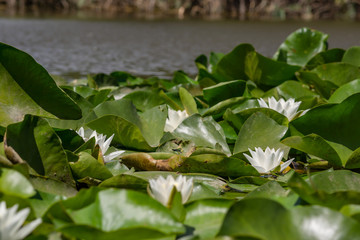 Blooming lotuses in the river. Trees bent over the water. Large white flowers with large leaves growing in a pond.