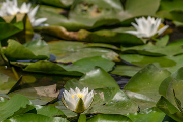 Blooming lotuses in the river. Trees bent over the water. Large white flowers with large leaves growing in a pond.