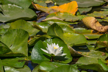 Blooming lotuses in the river. Trees bent over the water. Large white flowers with large leaves...