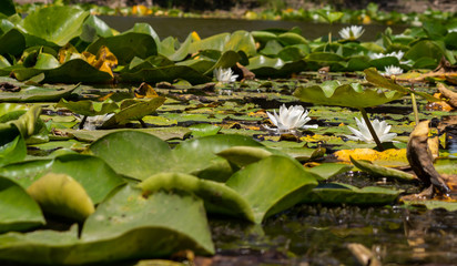 Blooming lotuses in the river. Trees bent over the water. Large white flowers with large leaves growing in a pond.