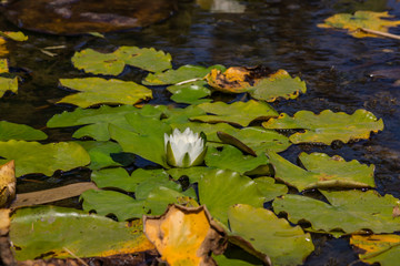 Blooming lotuses in the river. Trees bent over the water. Large white flowers with large leaves growing in a pond.
