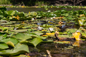 Blooming lotuses in the river. Trees bent over the water. Large white flowers with large leaves...