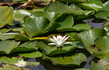 Blooming lotuses in the river. Trees bent over the water. Large white flowers with large leaves growing in a pond.