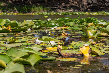 Blooming lotuses in the river. Trees bent over the water. Large white flowers with large leaves growing in a pond.