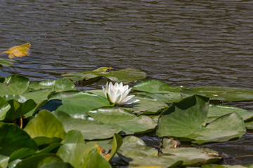 Blooming lotuses in the river. Trees bent over the water. Large white flowers with large leaves growing in a pond.