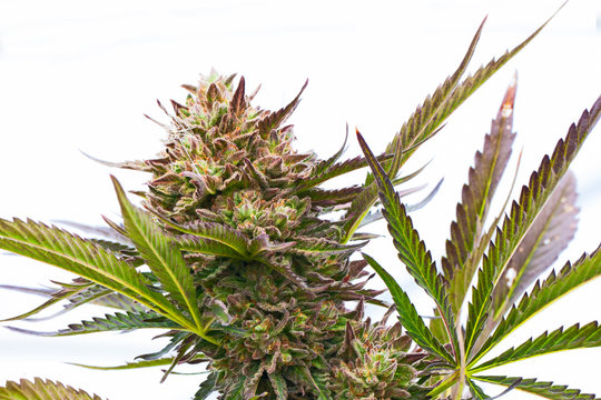 Marihuana, Hanfpflanze