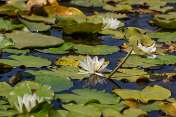 Blooming lotuses in the river. Trees bent over the water. Large white flowers with large leaves growing in a pond.