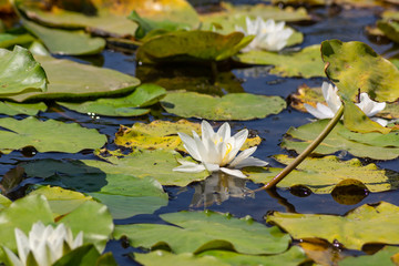 Blooming lotuses in the river. Trees bent over the water. Large white flowers with large leaves growing in a pond.