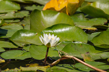 Blooming lotuses in the river. Trees bent over the water. Large white flowers with large leaves growing in a pond.