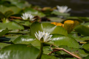 Blooming lotuses in the river. Trees bent over the water. Large white flowers with large leaves growing in a pond.