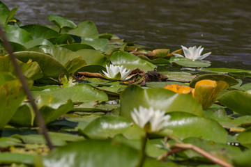 Blooming lotuses in the river. Trees bent over the water. Large white flowers with large leaves growing in a pond.