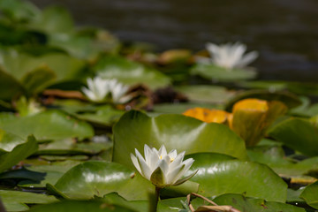 Blooming lotuses in the river. Trees bent over the water. Large white flowers with large leaves growing in a pond.